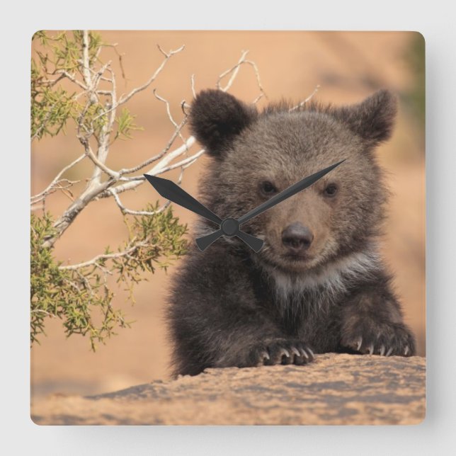 Relógio Quadrado Cubo do Urso Grizzly (Frente)