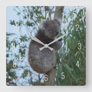 Relógio Quadrado Cute Koala Climbing in a Tree Australia Square Wal