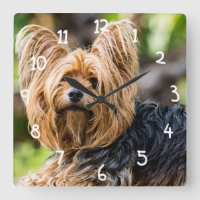 Cute Yorkshire Terrier Dog no jardim
