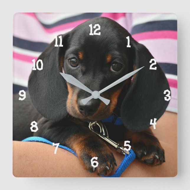 Relógio Quadrado Dachshund Puppy Wall Clock (Frente)