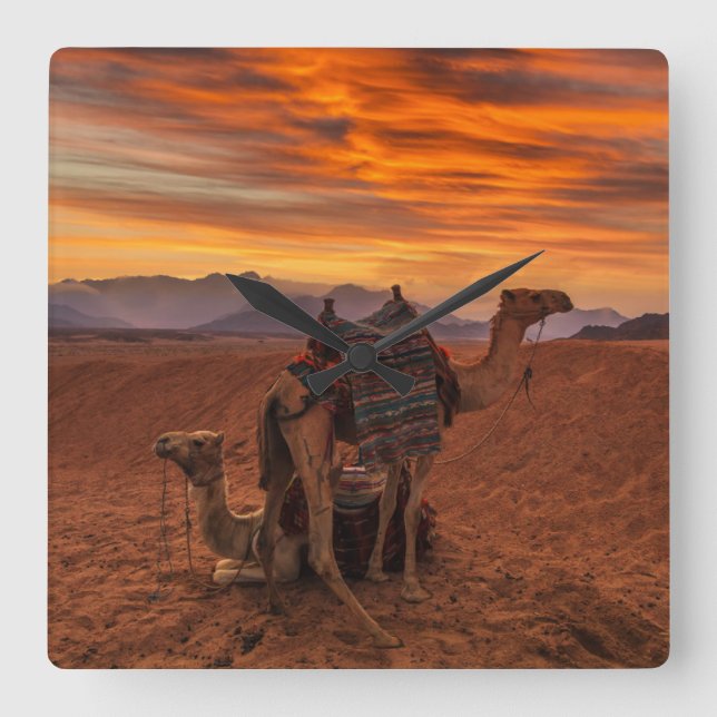 Relógio Quadrado Desertos | Bactrian Camel Egypt Sand Dune (Frente)