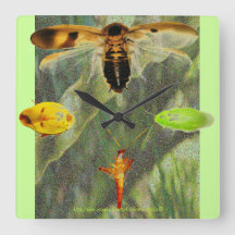 Do "os entusiastas da barata da barata pulso de di