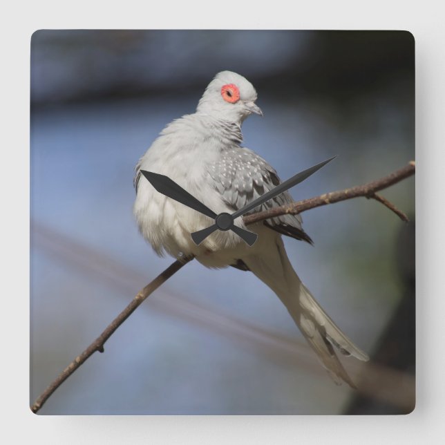 Relógio Quadrado Doce Bela Doente de Diamante (Frente)