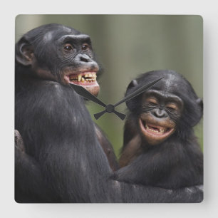 Relógio Quadrado Dois Bonobos de sorriso
