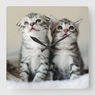 Relógio Quadrado Dois gatinhos bonitos