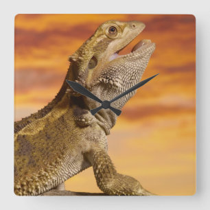 Relógio Quadrado Dragão farpado (Pogona Vitticeps) na rocha,