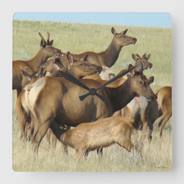Relógio Quadrado E7 Vaca Alce e Bezerro se Alimentando (Frente)
