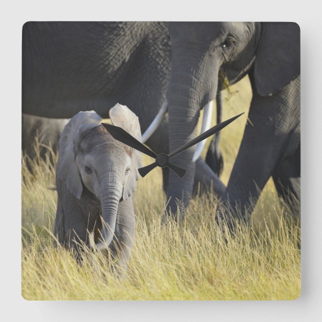 Relógio Quadrado Elefante do bebê (Frente)