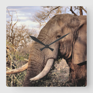 Relógio Quadrado Elephant Lovers Art
