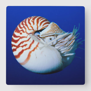 Relógio Quadrado Encerramento De Nautilus Cambaleado