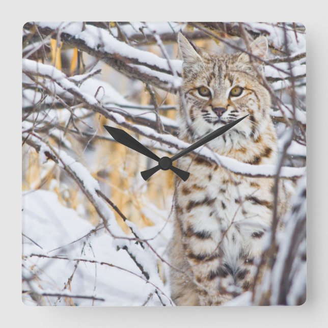 Relógio Quadrado EUA, Wyoming, Bobcat (Frente)