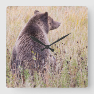 Relógio Quadrado EUA, Wyoming, Parque Nacional de Yellowstone, Griz