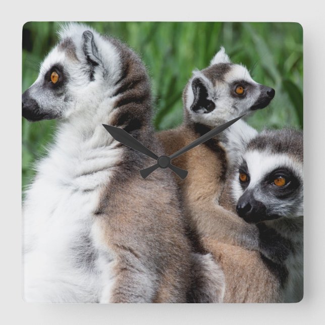 Relógio Quadrado Família de Lemur de Ring-tail (Frente)