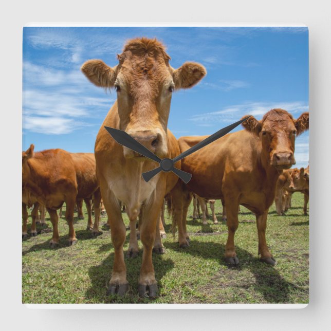 Relógio Quadrado Farms | Brown Cow Group (Frente)