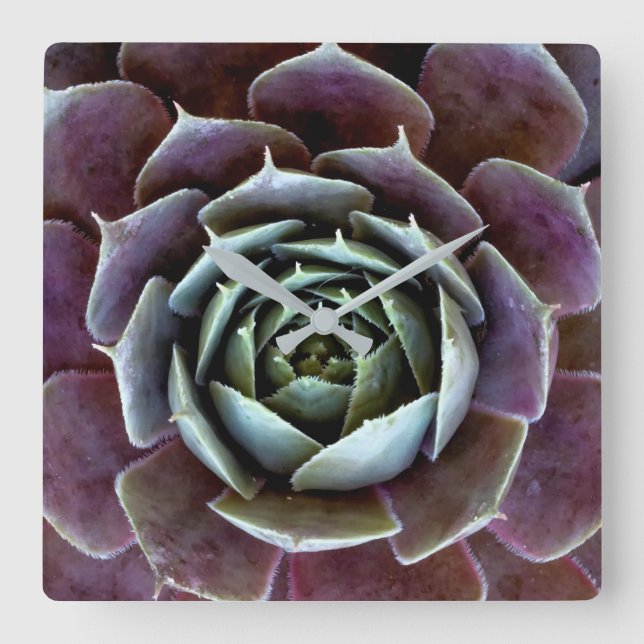 Relógio Quadrado Fechamento Suculento Roxo (Frente)