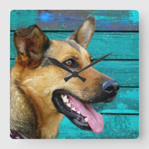 Relógio Quadrado Feliz German shepherd Cão Rústico Teal