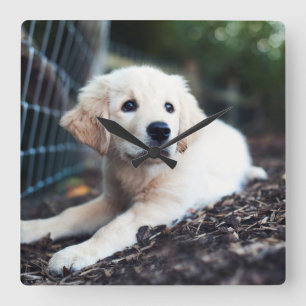 Relógio Quadrado Filhote de cachorro de Labrador que joga no jardim