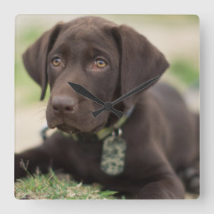 Relógio Quadrado Filhote de cachorro do laboratório do chocolate