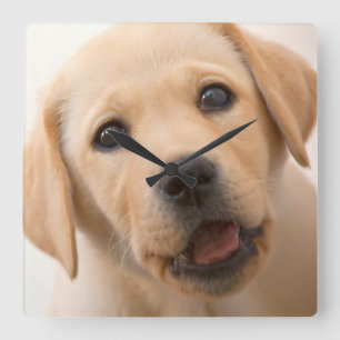 Relógio Quadrado Filhote de cachorro dourado de Labrador