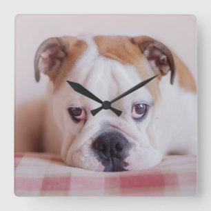 Relógio Quadrado Filhote de cachorro inglês tímido do buldogue