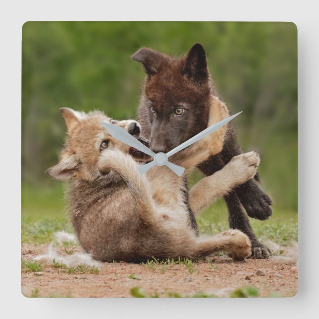 Relógio Quadrado Filhotes de Lobo Cinzento Lutando (Frente)