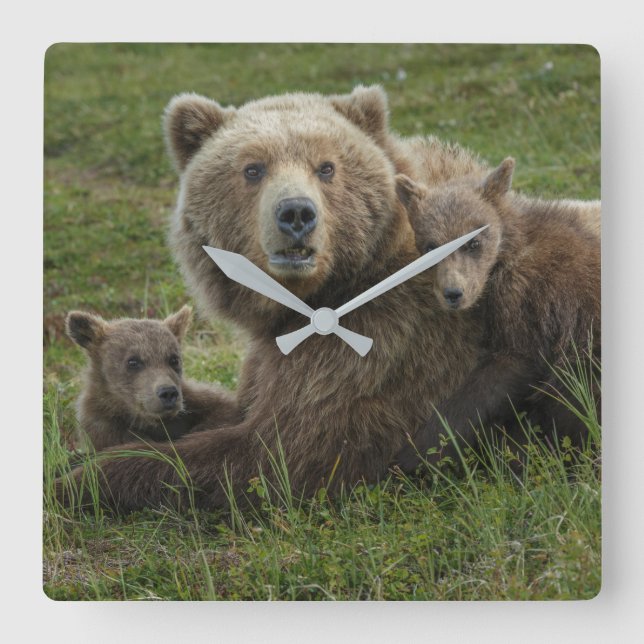 Relógio Quadrado Filhotes de Urso Pardo se Aconchegando com a Mãe (Frente)