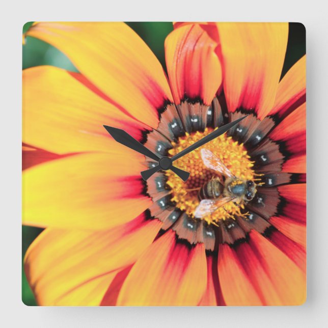 Relógio Quadrado Fim-Acima extremo de uma abelha que recolhe o (Frente)