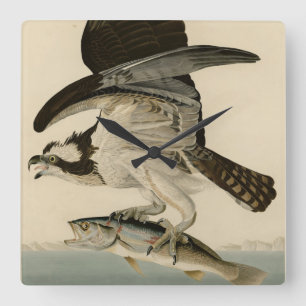 Relógio Quadrado Fish Hawk, Osprey, das Aves da América de Audubon