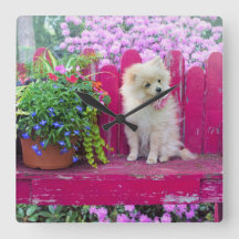 Floffy Pomerania Puppy no banco de jardim russo