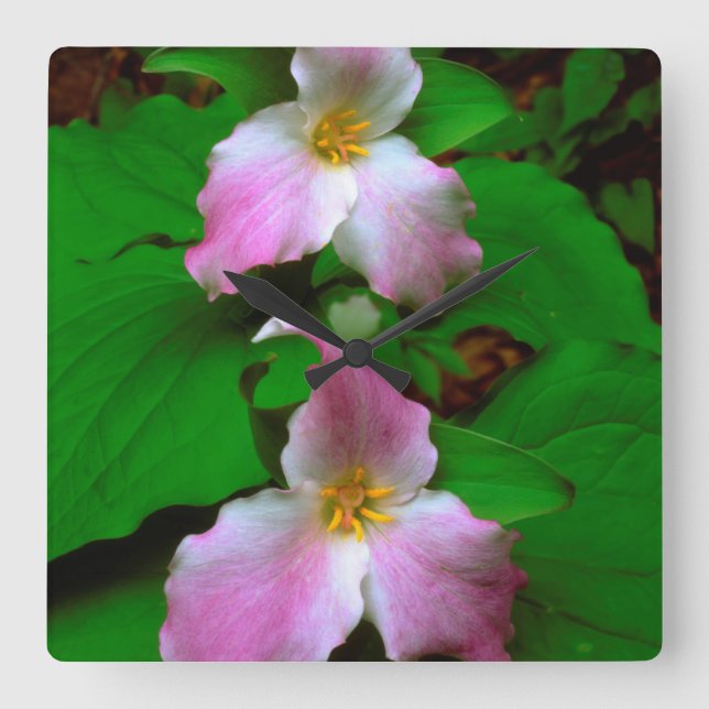 Relógio Quadrado Flor de Trillium (Frente)