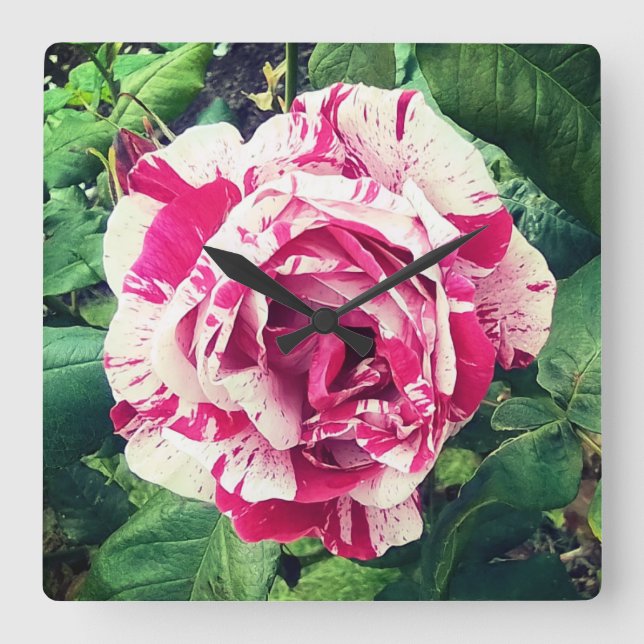 Relógio Quadrado Flor rosa escuro e branco (Frente)