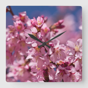 Relógio Quadrado Flores de Cerejeira Sakura Beijadas pela Luz do So