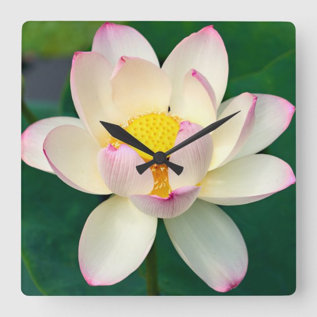Relógio Quadrado Flores | Flor de Água Lotus (Frente)