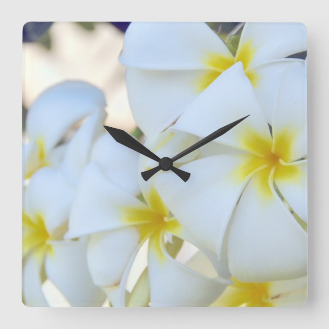 Relógio Quadrado Flores tropicais do Plumeria (Frente)