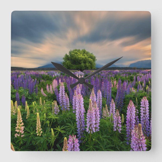Relógio Quadrado Flowers | Lupine Field in New Zealand (Frente)