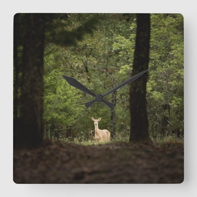 Relógio Quadrado Forests | A White Tailed Deer in the Woods (Frente)