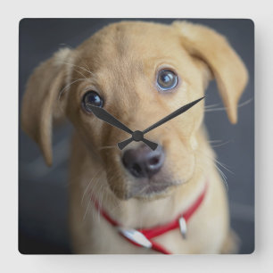Relógio Quadrado Fox Red Labrador Puppy