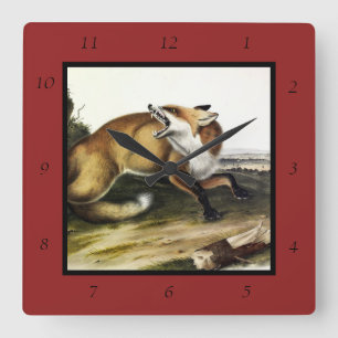 Relógio Quadrado Fox Vermelha Americana, Vulpes vulpes fulvus por A