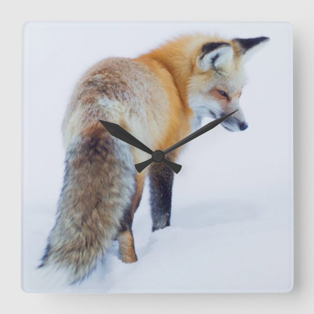 Relógio Quadrado Fox vermelho no inverno (Frente)