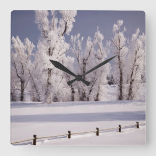 Relógio Quadrado Frost cobriu árvores e cerca, Colorado
