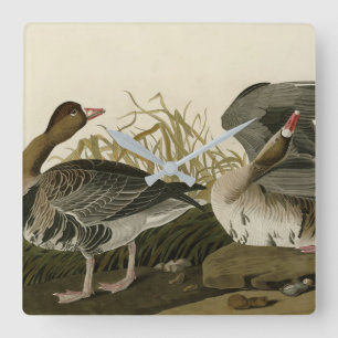 Relógio Quadrado Ganso de frente branca das aves de Audubon da Amér