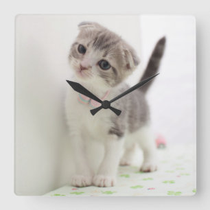 Relógio Quadrado Gatinho da dobra do Scottish