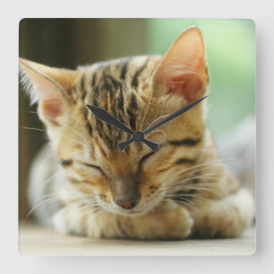 Relógio Quadrado Gatinho De Bebê Dormindo