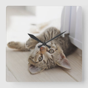 Relógio Quadrado Gatinho pequeno bonito