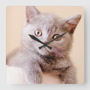 Relógio Quadrado Gato britânico bonito de Shorthair