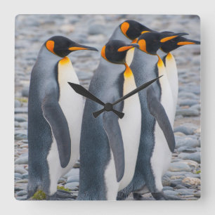Relógio Quadrado Geórgia do Sul. Pinguins-reis