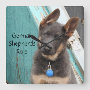 Relógio Quadrado German shepherd Azul Adorável