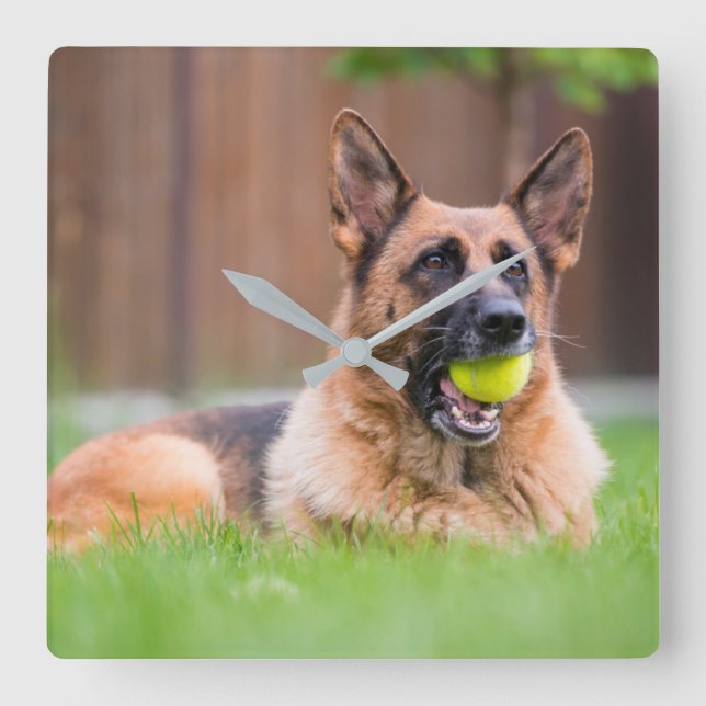 Relógio Quadrado German shepherd Com Bola De Tênis (Frente)
