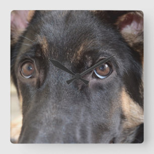 Relógio Quadrado German shepherd por Shirley Taylor