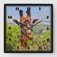 Girafa adorável que pica sua cabeça acima das